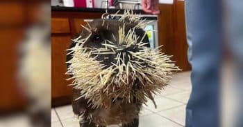 After a Devastating Porcupine Attack, Community Rallies to Save Family Dog