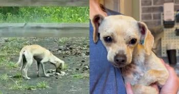Tiny Dog Dodges Rescuers for 3 Days, But One Woman Refused to Give Up