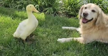 Golden Retriever ‘Started Smiling Again’ After Befriending the Family’s Duck