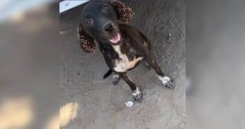 Dog Found With Hundreds of Ticks Finally Gets the ‘Yes’ She Needed
