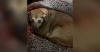 Rescue Dog Gets So Droopy He Practically Melts Into the Couch