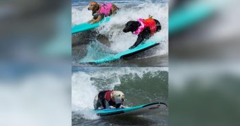 Dogs Ride the Waves at the World Dog Surfing Championships