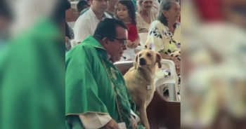Priest Rescues a Street Dog and Gains the Most Faithful Companion