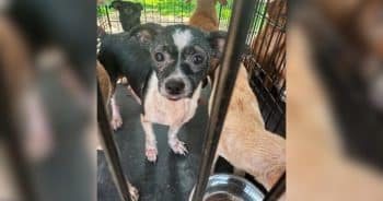 244 Dogs Saved From Suspected Backyard Breeding Operation in Kentucky