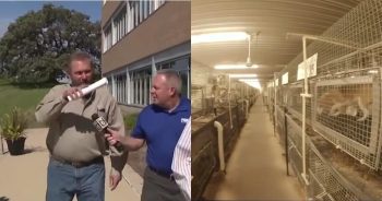 Lead Veterinarian at Beagle Breeding Facility Permanently Loses License