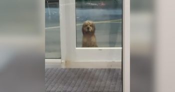 Helpless Dog Watched a Woman Through the Gym Doors, Now He’s Helping Others Heal