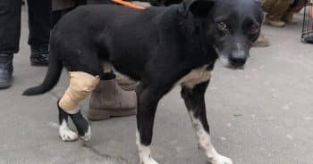 Dog Shot by Drone in Ukraine Finds His Happy Ending in Germany