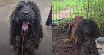 Five Years Trapped in a Chicken Coop Left This Dog Afraid to Step Outside