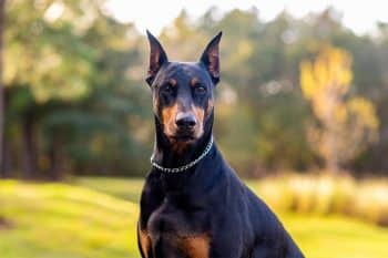 15 Fiercely Loyal Dog Breeds That Always Have Your Back