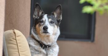 Best Dog Beds for Australian Cattle Dogs