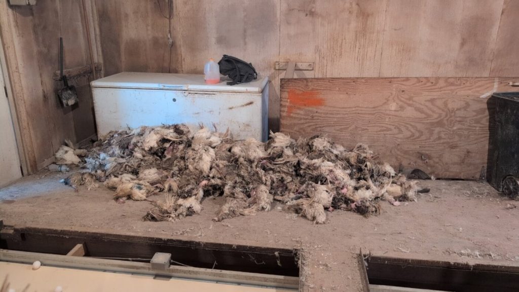Several Dead, Possibly Poisoned Cats Allegedly Littered This Egg Farm. That’s Just the Beginning