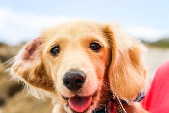 10 Best Rattan Dog Beds