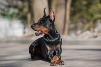 9 Best Doberman Immunity Supplements