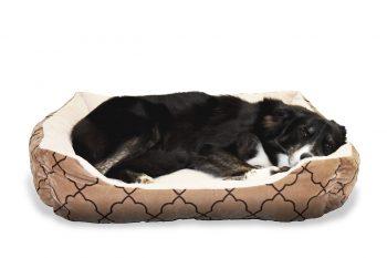 10 Best Small Dog Beds