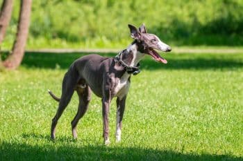 9 Best Greyhound Immunity Supplements