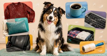 13 Places Dog Hair Somehow Always Appears (And How to Help)