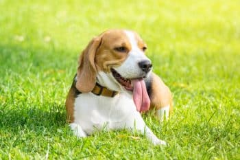 9 Best Beagle Immunity Supplements