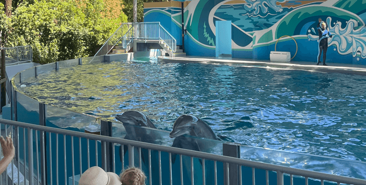 Dolphin Chelsea Is Dead After Decades of Being Exploited at Six Flags Discovery Kingdom