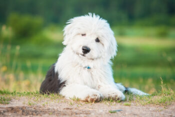 Best Dog Beds for Old English Sheepdogs