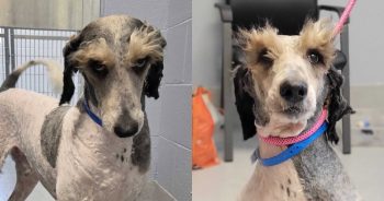 Shelter Dog’s Magnificent Eyebrows Make Him Look Like He’s Judging Everyone