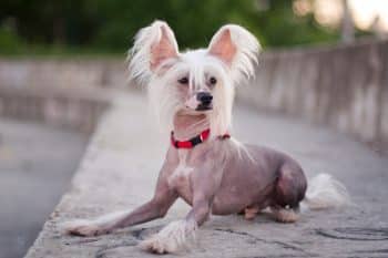 9 Best Chinese Crested Immunity Supplements