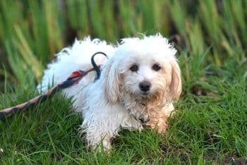 9 Best Havanese Immunity Supplements