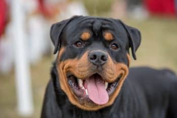 11 Serious-Looking Dog Breeds That Are Secretly Goofballs