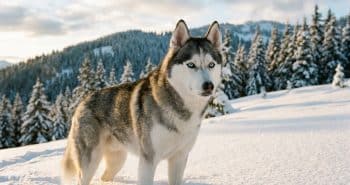 9 Best Husky Immunity Supplements