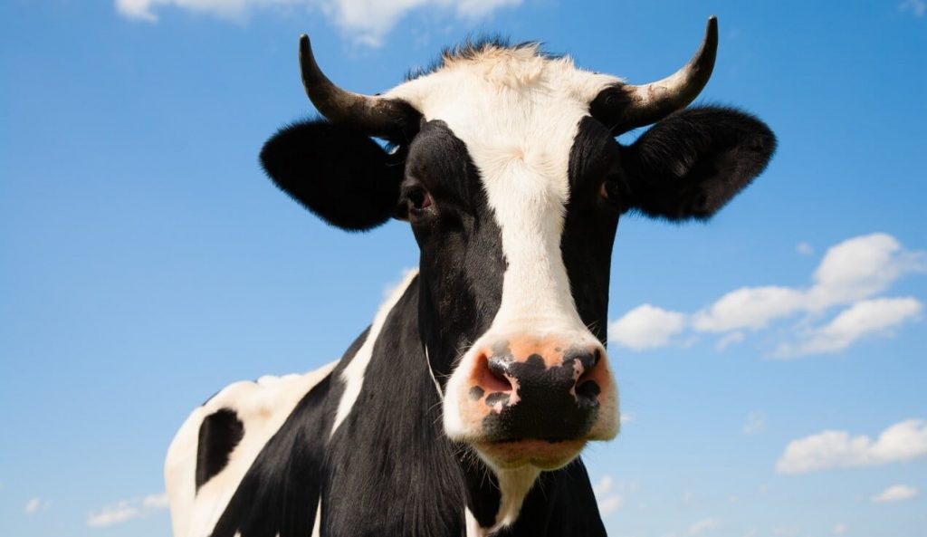 Progress! New York State Fair Pauses Live Cow Birth Exhibit