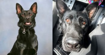 Hero K-9 Ace Comes Home After Losing Leg in Line-of-Duty Shooting