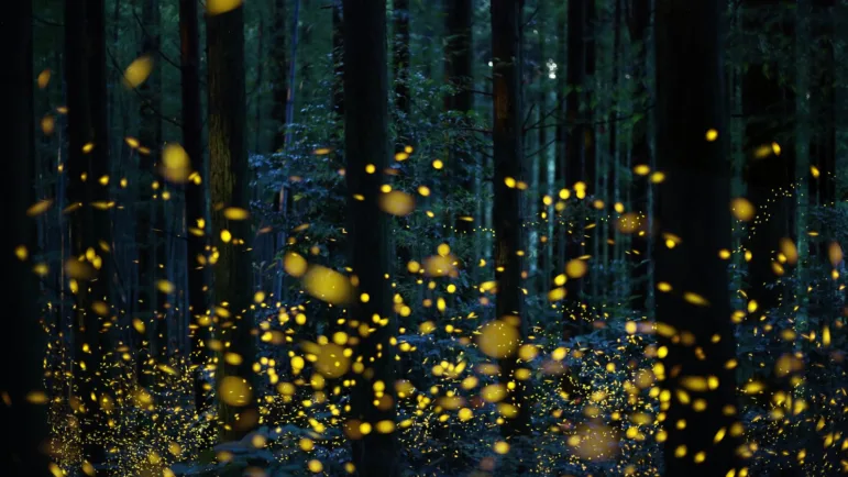 Are You Noticing It Too? Fireflies Are Fading From Our Summer Nights