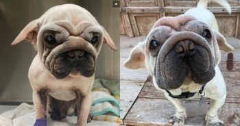 Rescue Dog Mork Survived the Meat Trade and Found a Life Full of Love