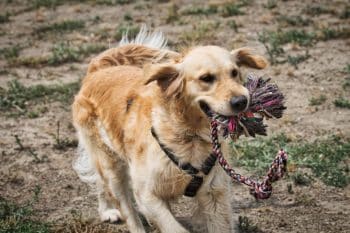 13 Playful Dog Breeds That Never Lose Their Puppy Spirit
