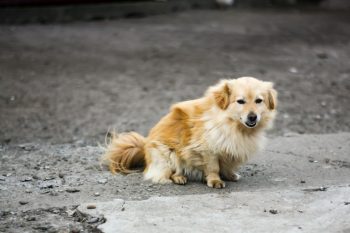 Why Does My Dog Drag His Butt On The Ground?