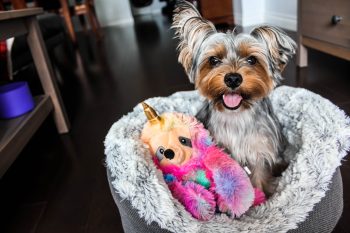 10 Best Igloo Dog Beds