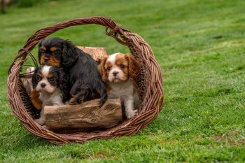 Flea & Tick Prevention for Cavaliers: A Safe & Effective 4 Step Plan