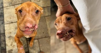Dog Found in a Pile of Trash Survived the Unthinkable. Now She Needs the Right Home