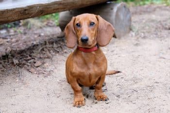 9 Best Dachshund Immunity Supplements