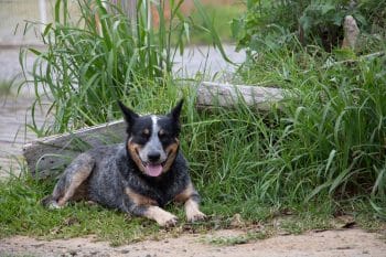 9 Best Australian Cattle Dog Immunity Supplements
