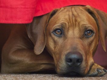 The 9 Best Beds For Senior Rhodesian Ridgebacks