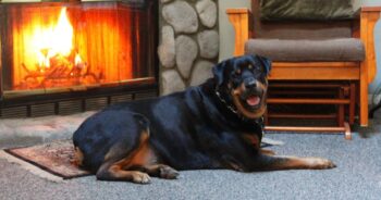 Best Dog Beds for Rottweilers