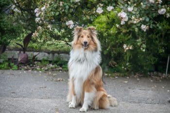 9 Best Collie Immunity Supplements