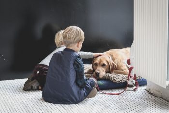 10 Best Dog Beds on Amazon