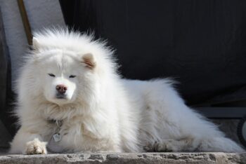 The 9 Best Beds For Senior Samoyeds