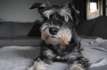 The 9 Best Beds For Senior Schnauzers