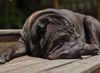 The 9 Best Beds For Senior Shar Peis