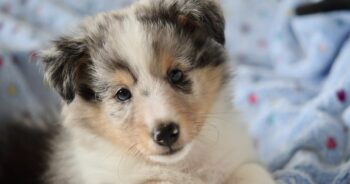 Best Dog Beds for Shelties