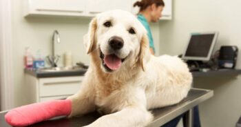 FIGO vs. Prudent Pet Pet Insurance: In-Depth Comparison [2026]