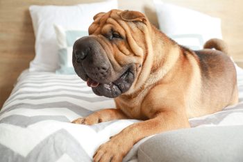 Flea & Tick Prevention for Shar Pei: A Safe & Effective 4 Step Plan
