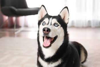 13 Mischievous Dog Breeds Most Likely To Eat Your Homework